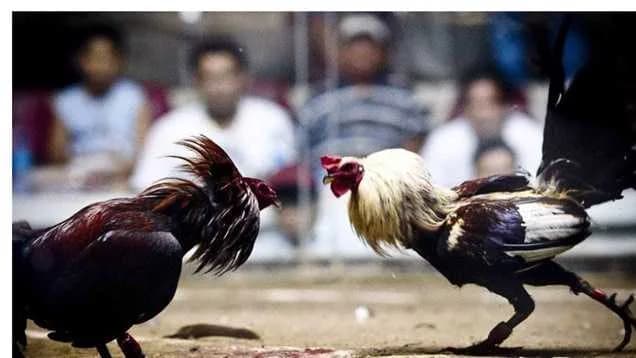 Crucial Factors to Weigh for Competing in Cockfighting Tournaments cover art